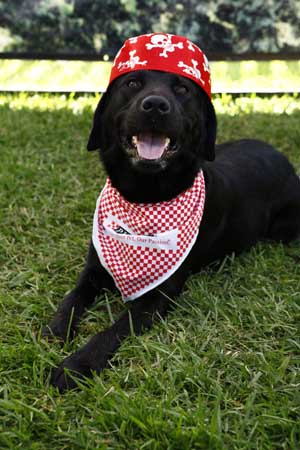 Purina BITP - Dog with Hat